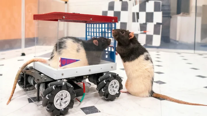 Un scientifique a créé une voiture pour apprendre aux rats à conduire. Maintenant, ils n'en veulent plus d'autre ! 4 1733439466 631 Un scientifique a cree une voiture pour apprendre aux rats.webp