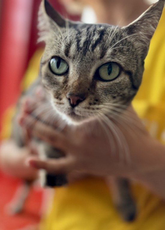 Voyage, bénévolat et iPhone : quand un smartphone révolutionne la photographie au Cap-Vert 4 Neues Smartphone Katze 2