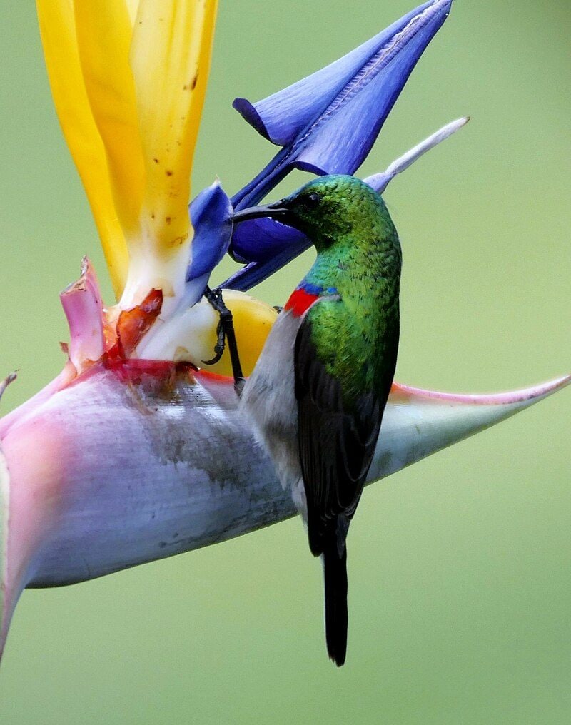 Un oiseau du paradis pollinisateur. Crédit : wikipedia