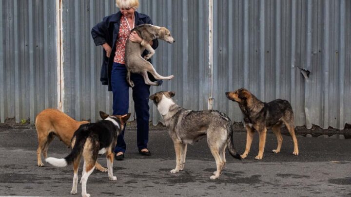 La radiation de Tchernobyl a doté les chiens de superpouvoirs 4 1734444147 15 La radiation de Tchernobyl a dote les chiens de superpouvoirs