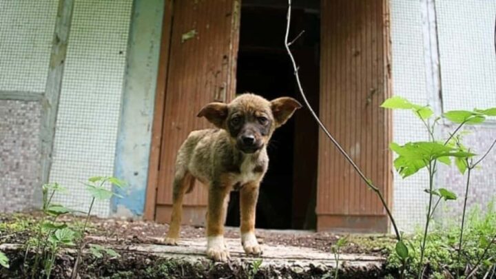 La radiation de Tchernobyl a doté les chiens de superpouvoirs 5 Cães de Chernobyl