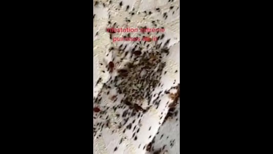 Miniature vidéo