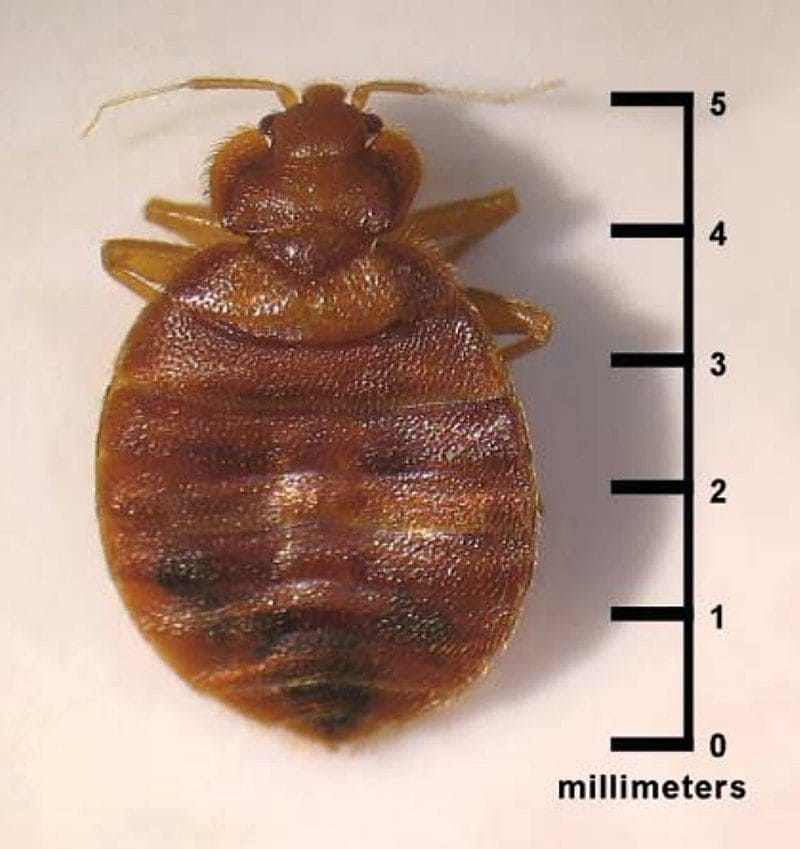 Voici pourquoi les punaises de lit “ne meurent pas” : la révélation des scientifiques 4 Une punaise de lit. Crédit : CDC