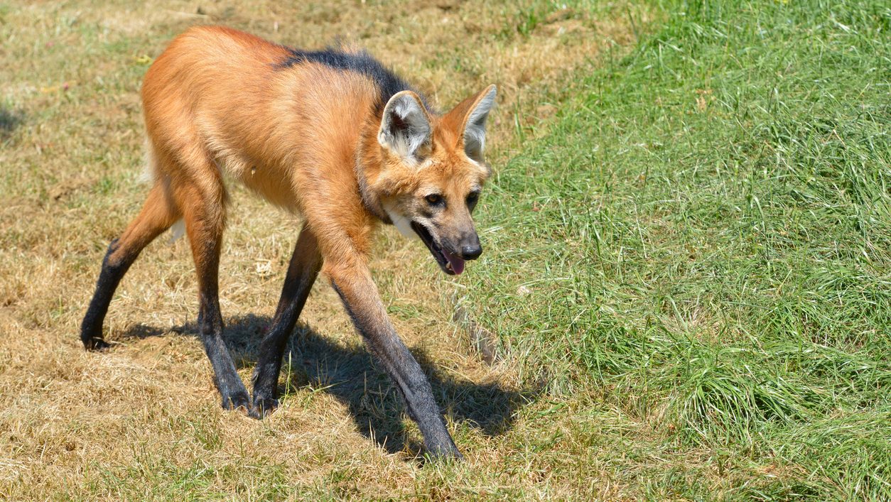 En Amérique du Sud, découvrez un "loup" aux pattes incroyablement longues que peu connaissent : qui est le crisocione ? 3 Image