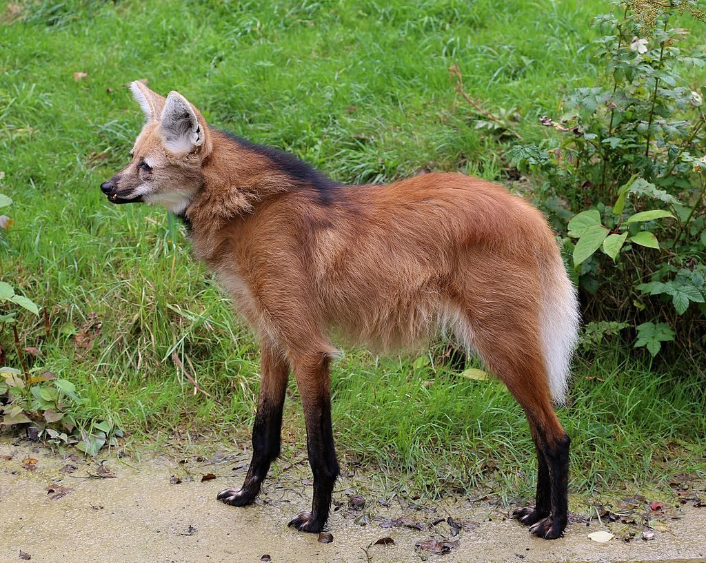 En Amérique du Sud, découvrez un "loup" aux pattes incroyablement longues que peu connaissent : qui est le crisocione ? 4 Image