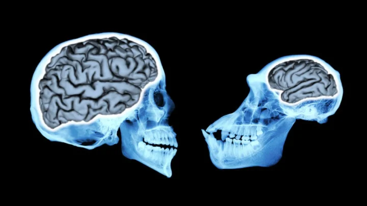 Des scientifiques ont mesuré la vitesse de pensée de notre cerveau et... ont été stupéfaits ! 4 1735430272 27 Des scientifiques ont mesure la vitesse de pensee de notre.webp