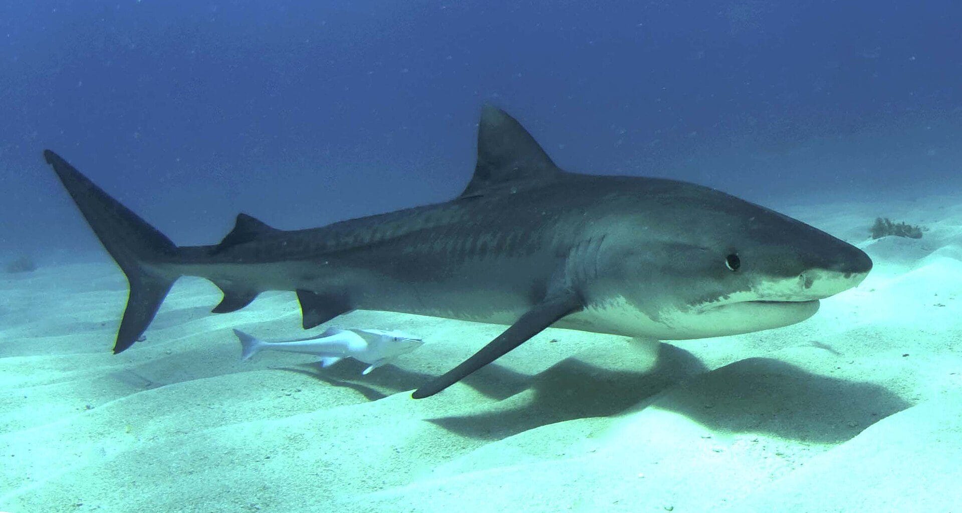 Ce que nous savons sur le requin tigre, l'espèce impliquée dans l'attaque mortelle de Gianluca Di Gioia 3 Jeune requin tigre