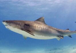 Un requin tigre. Crédit : Albert Kok / wikipedia