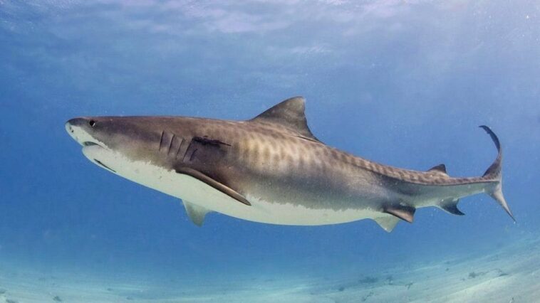 Ce que nous savons sur le requin tigre, l'espèce impliquée dans l'attaque mortelle de Gianluca Di Gioia 1 Un requin tigre. Crédit : Albert Kok / wikipedia