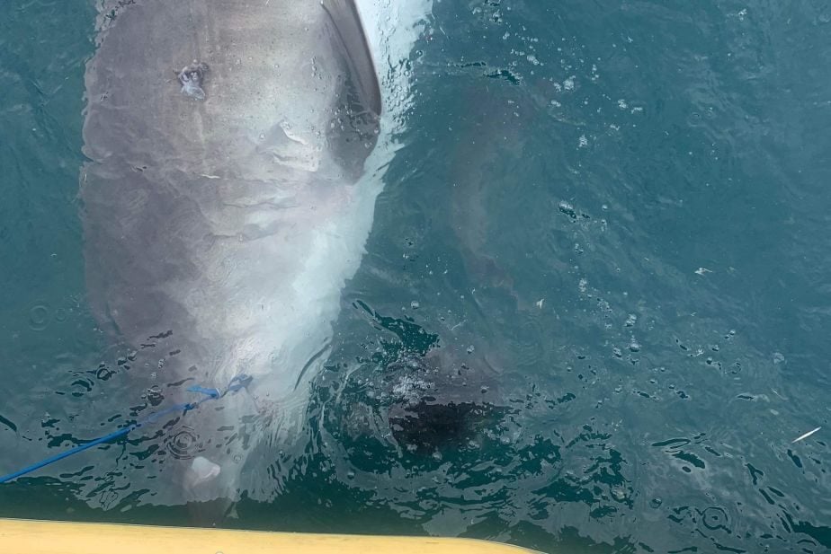 Ce que nous savons sur le requin tigre, l'espèce impliquée dans l'attaque mortelle de Gianluca Di Gioia 5 Le requin tigre et l'échnida appena rigurgitato. Crédit : Nicolas Lubitz
