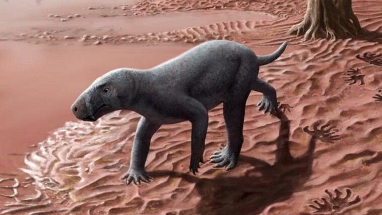 Découverte à Majorque du fossile du plus ancien animal aux dents de sabre, parent des mammifères 1 Reconstruction d'un gorgonopsi, le plus ancien animal à dents en sabre lié aux mammifères / Crédit : Henry Sutherland Sharpe
