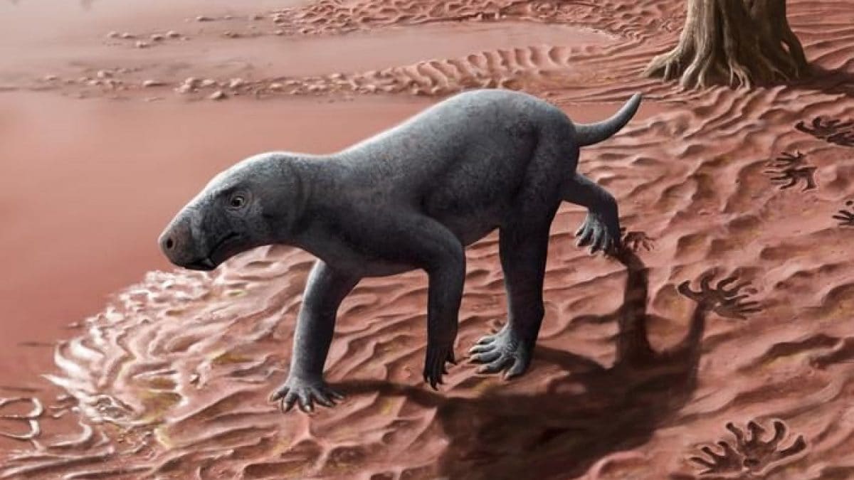 Découverte à Majorque du fossile du plus ancien animal aux dents de sabre, parent des mammifères 2 Reconstruction d'un gorgonopsi, le plus ancien animal à dents en sabre lié aux mammifères / Crédit : Henry Sutherland Sharpe