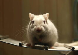 Souris