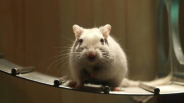 Des scientifiques ont trouvé une clé potentielle pour la colonisation de l'espace : le sperme de souris 13 Souris