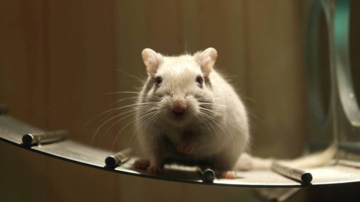Des scientifiques ont trouvé une clé potentielle pour la colonisation de l'espace : le sperme de souris 2 Souris