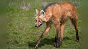 En Amérique du Sud, découvrez un "loup" aux pattes incroyablement longues que peu connaissent : qui est le crisocione ? 23 Image
