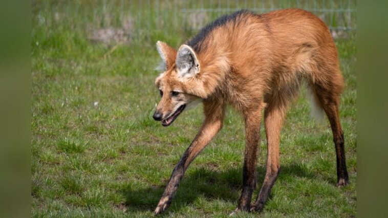 En Amérique du Sud, découvrez un "loup" aux pattes incroyablement longues que peu connaissent : qui est le crisocione ? 1 Image