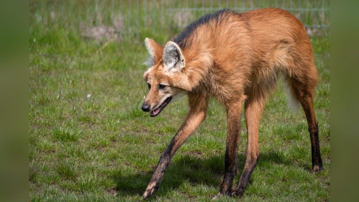 En Amérique du Sud, découvrez un "loup" aux pattes incroyablement longues que peu connaissent : qui est le crisocione ? 2 Image