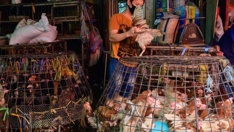 En Chine, deux nouvelles infections de petites filles par le virus H9N2 de la grippe aviaire détectées 1 Immagine