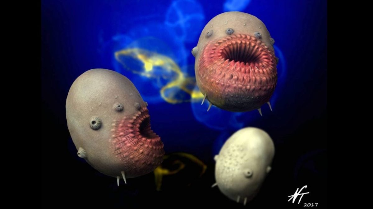 Fossiles d'embryons extraordinaires de plus de 500 millions d'années découverts en Chine : les images captivantes 2 Illustration de Saccorhytus coronarius, une créature du Cambrien étroitement liée aux embryons fossiles. Crédit : Nobu Tamura
