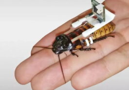 Ils créent une armée de cafards cyborg 12 Ils créent une armée de cucarachas cyborg et chaque minute augmente