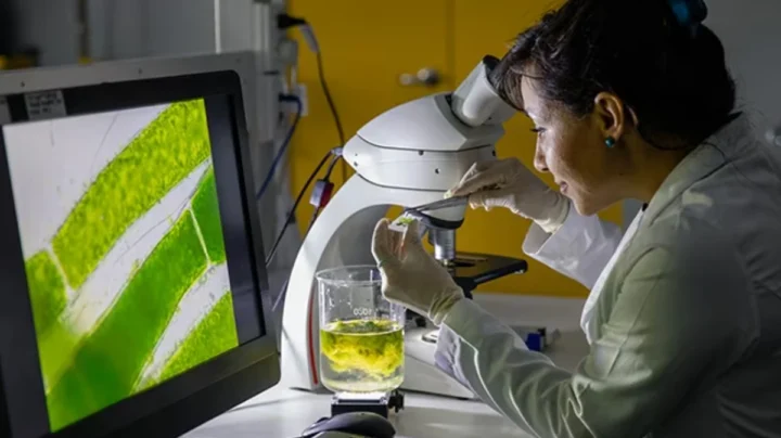 Japon : des scientifiques développent une technologie révolutionnaire pour transformer la lumière du soleil et l'eau en hydrogène 2 Japon des scientifiques developpent une technologie revolutionnaire pour transformer.webp