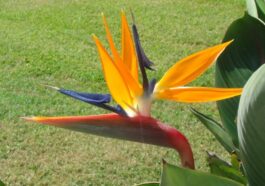 Strelitzia reginae. Crédit : wikipedia