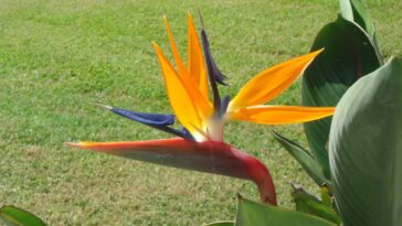 Strelitzia reginae. Crédit : wikipedia