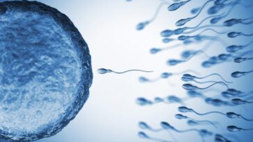 Un homme qui craint la trahison de sa partenaire produit plus de spermatozoïdes : comment est-ce possible et pourquoi ? 22 Image