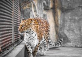 La grippe aviaire décime des animaux en danger d'extinction : comment le virus s'est infiltré dans les zoos 28 Image
