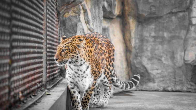 La grippe aviaire décime des animaux en danger d'extinction : comment le virus s'est infiltré dans les zoos 1 Image