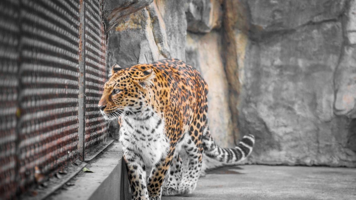 La grippe aviaire décime des animaux en danger d'extinction : comment le virus s'est infiltré dans les zoos 2 Image