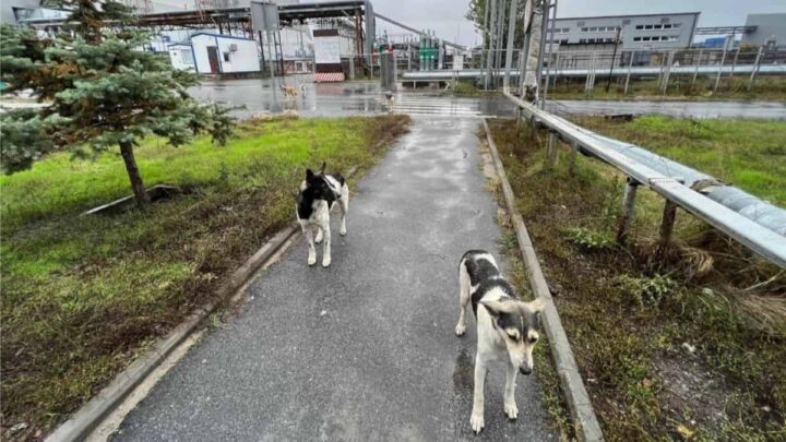 La radiation de Tchernobyl a doté les chiens de superpouvoirs 2 Cães de Chernobyl