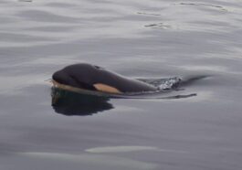 L'orque qui a porté son petit mort pendant 17 jours est à nouveau maman, mais les experts s'inquiètent 42 J61, la figlia dell'orca Tahlequah. Credit: Center for Whale Research / Facebook