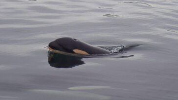 L'orque qui a porté son petit mort pendant 17 jours est à nouveau maman, mais les experts s'inquiètent 28 J61, la figlia dell'orca Tahlequah. Credit: Center for Whale Research / Facebook