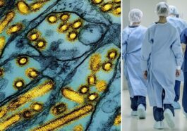 À gauche, particules du virus de la grippe aviaire H5N1 (en jaune) / Crédit Niad/iStock