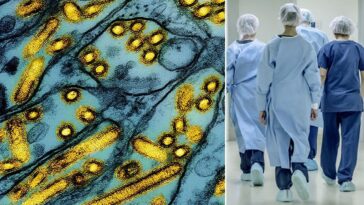 Mutations inquiétantes du virus de la grippe aviaire détectées dans le premier cas grave aux États-Unis 20 À gauche, particules du virus de la grippe aviaire H5N1 (en jaune) / Crédit Niad/iStock