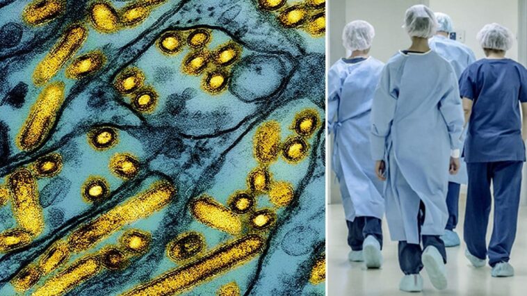 Mutations inquiétantes du virus de la grippe aviaire détectées dans le premier cas grave aux États-Unis 1 À gauche, particules du virus de la grippe aviaire H5N1 (en jaune) / Crédit Niad/iStock