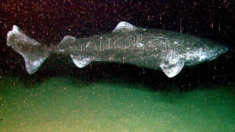 Pourquoi ces requins vivent-ils jusqu'à 400 ans et comment peuvent-ils nous aider à prolonger notre vie ? 1 Credit: wikipedia