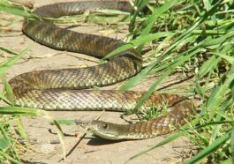 Un serpente tigre (Notechis scutatus) noto anche come serpente tigre comune o della terraferma, tra i serpenti più velenosi al mondo / Photo Wikipedia/Teneche