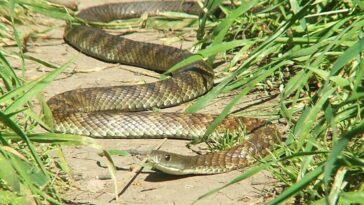 Un serpente tigre (Notechis scutatus) noto anche come serpente tigre comune o della terraferma, tra i serpenti più velenosi al mondo / Photo Wikipedia/Teneche