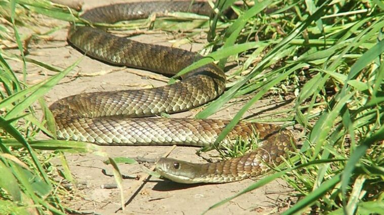 Qu'est-ce que le serpent tigre et pourquoi sa morsure peut-elle être fatale ? 1 Un serpente tigre (Notechis scutatus) noto anche come serpente tigre comune o della terraferma, tra i serpenti più velenosi al mondo / Photo Wikipedia/Teneche