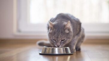 Un chat mange de la nourriture pour animaux et meurt de la grippe aviaire H5N1 : un danger mortel à 70% chez les félins 18 Image