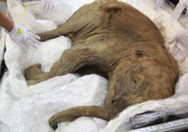 Un incroyable mammouth de 50 000 ans découvert dans la glace de Sibérie : découvrez les images saisissantes 5 Les restes presque intacts d’un jeune mammouth découverts en Sibérie il y a quelques années. C’est l’une des rares carcasses retrouvées entre la Sibérie et le Canada, comme la dernière récupérée de la Porte de l’Enfer.