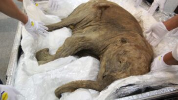 Un incroyable mammouth de 50 000 ans découvert dans la glace de Sibérie : découvrez les images saisissantes 20 Les restes presque intacts d’un jeune mammouth découverts en Sibérie il y a quelques années. C’est l’une des rares carcasses retrouvées entre la Sibérie et le Canada, comme la dernière récupérée de la Porte de l’Enfer.