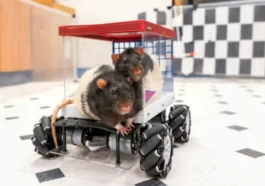 Um cientista construiu um carro para ensinar ratos a conduzir. Agora não querem outra coisa!