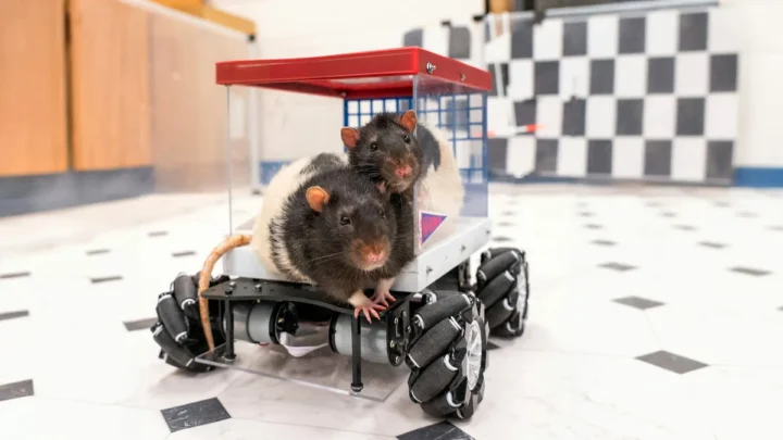 Un scientifique a créé une voiture pour apprendre aux rats à conduire. Maintenant, ils n'en veulent plus d'autre ! 2 Un scientifique a cree une voiture pour apprendre aux rats.webp