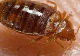 Une punaise de lit. Crédit : CDC/ Harvard University