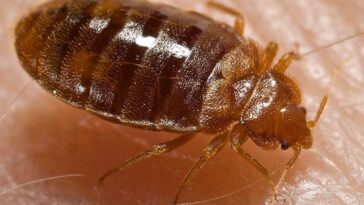 Une punaise de lit. Crédit : CDC/ Harvard University