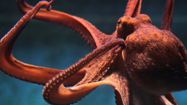 "Cerveau des mers" : cet animal pourrait remplacer les humains comme espèce dominante sur Terre 5 Polvo